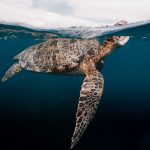 victor-ene-CmRp_0MG8f0-unsplash